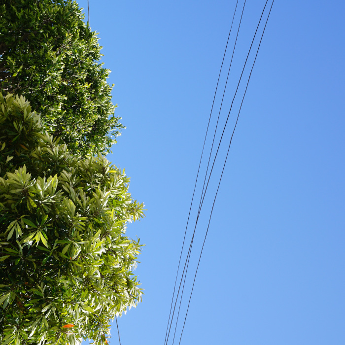 elagage-sous-cables